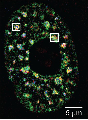 Super-resolution image of a nucleus showing MALAT1, U2 and SRRM2 in nuclear speckles